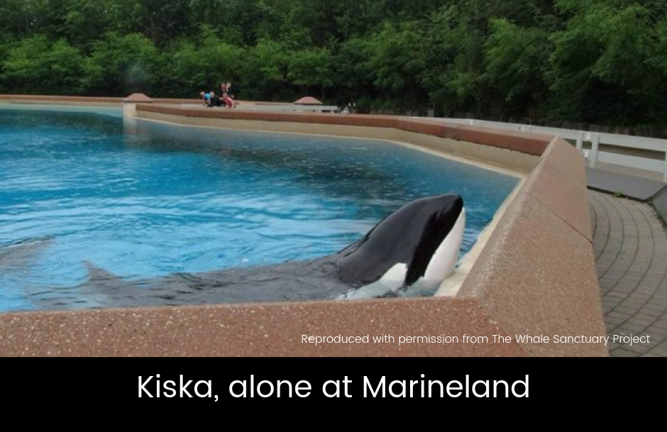 Dolphin Captivity blog June 2019 images-1.png