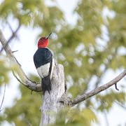 Red-headed Woodpecker in a tree in Waverly Beach Park, 2019