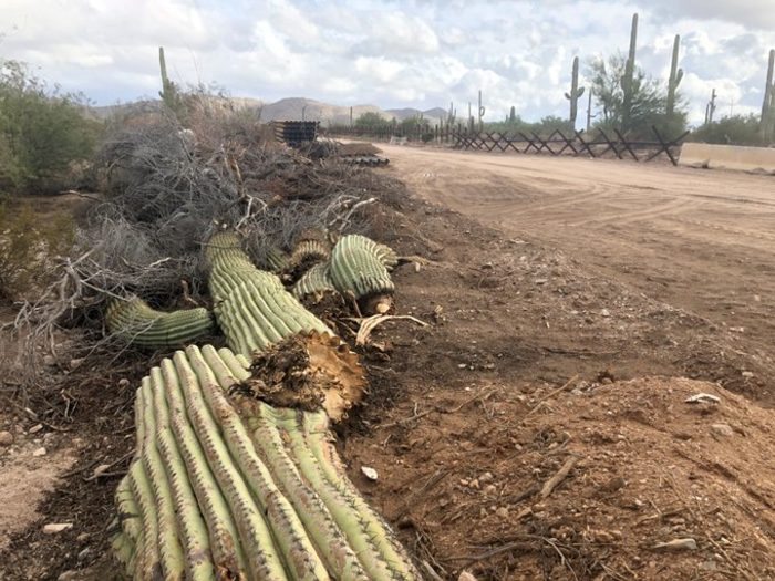 Destruction of protected cacti